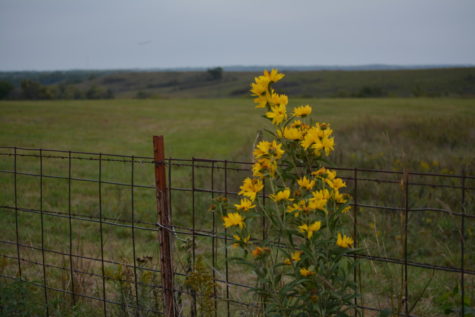 Kansas Farmland