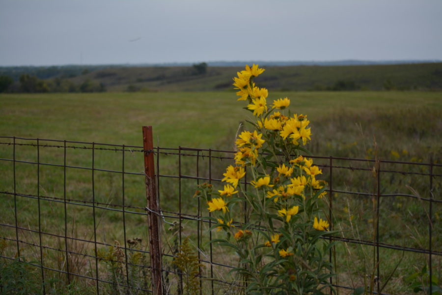 Kansas Farmland